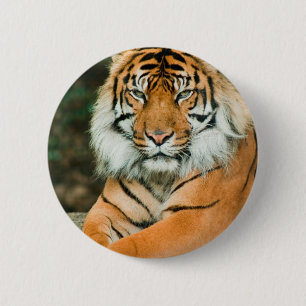 Orange Tiger Button