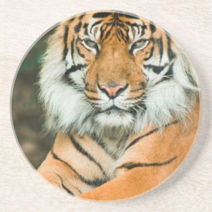 Orange Tiger Coaster