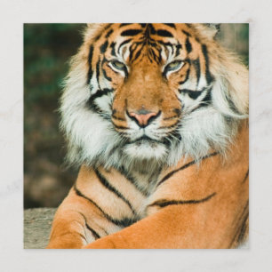 Orange Tiger Invitations