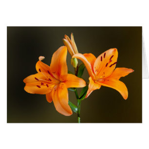 Orange Tiger Lilies and Buds Photograph Card
