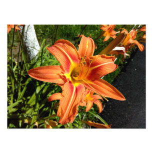 Orange Tiger Lilies Photo Print