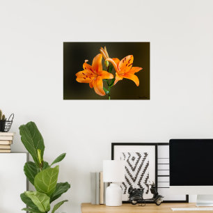 Orange Tiger Lillies and Buds Close Up Photograph Poster
