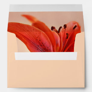 Orange Tiger Lily Close-Up Photograph Inside Envelopes