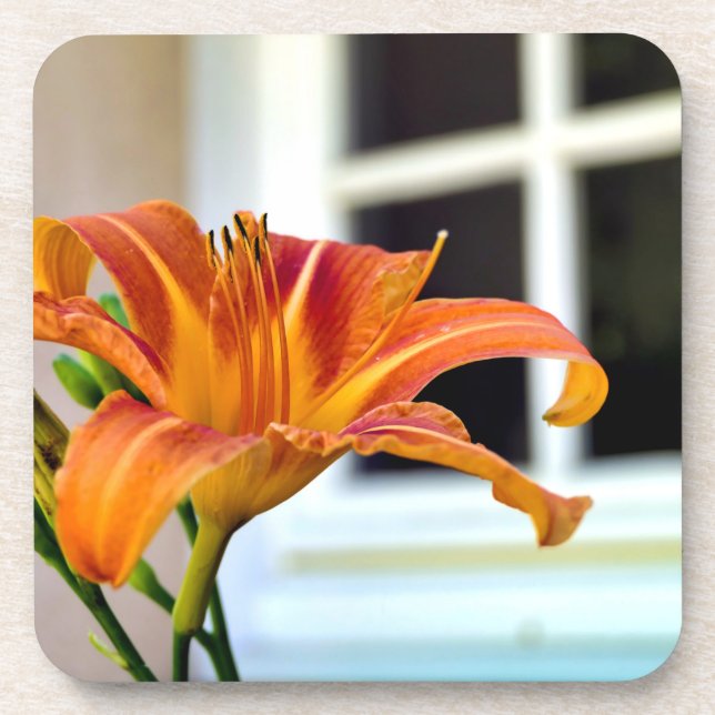 Orange Tiger Lily Coaster (Front)