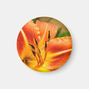 Orange Tiger Lily Magnet