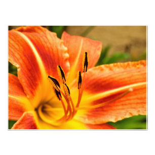 Orange Tiger Lily Photo Print