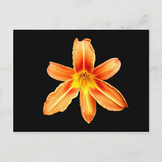 Orange Tiger Lily Postcard (Front)