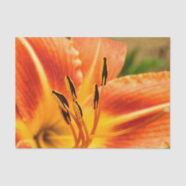 Orange Tiger Lily Tissue Paper (Front)