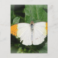 Orange Tipped White Winged Butterfly Postcard