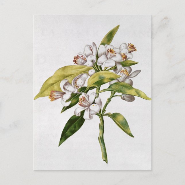 Orange tree flower, from 'La Guirlande de Julie' Postcard (Front)