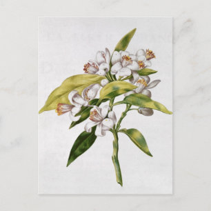 Orange tree flower, from 'La Guirlande de Julie' Postcard