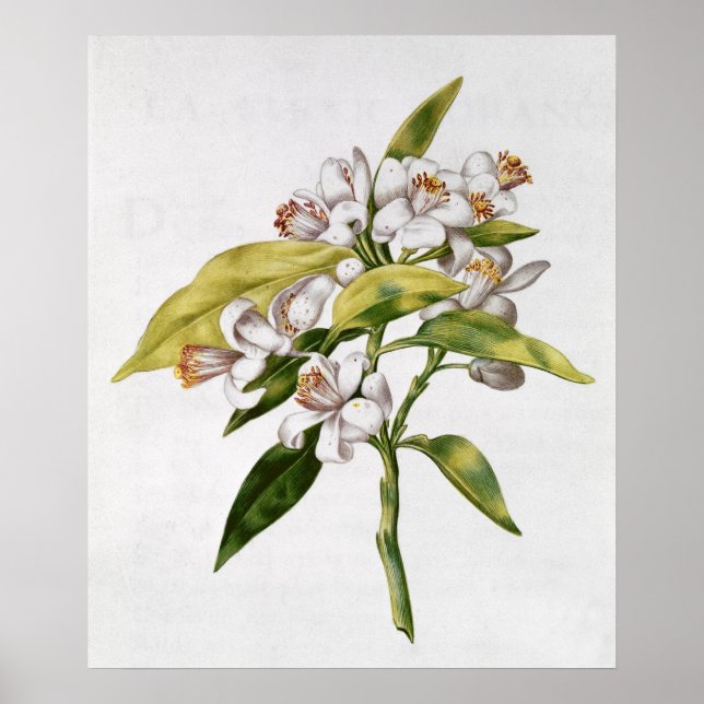 Orange tree flower, from 'La Guirlande de Julie' Poster (Front)