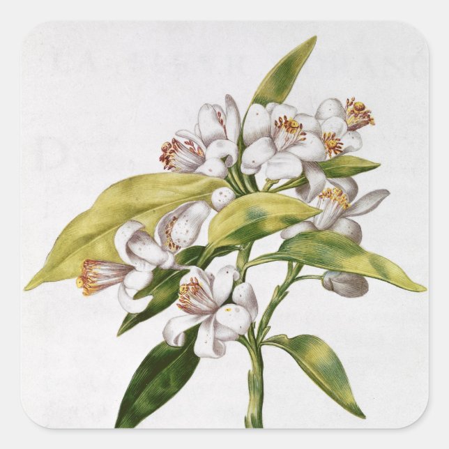 Orange tree flower, from 'La Guirlande de Julie' Square Sticker (Front)
