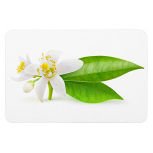 Orange tree flowers magnet