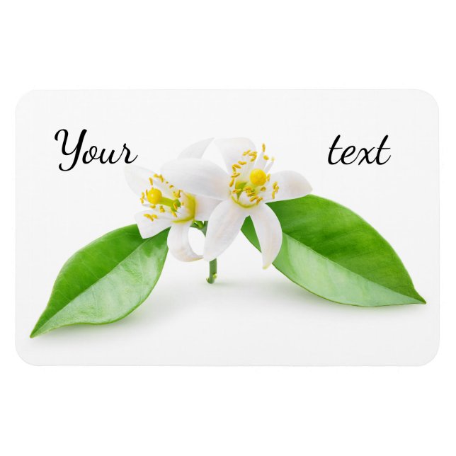 Orange tree flowers magnet (Horizontal)