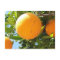 Orange Tree - Spain, Postcard