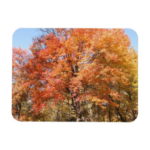 Orange Trees Magnet