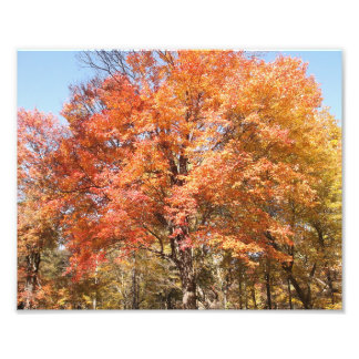 Orange Trees Photo Print