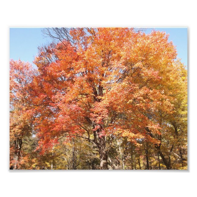 Orange Trees Photo Print (Front)