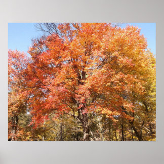 Orange Trees Poster