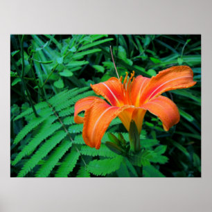 Orange Tropical Flower Poster