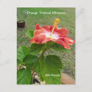 Orange Tropical Hibiscus Flower Postcard