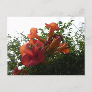 Orange Trumpet Vine Flowers DIY Postcard