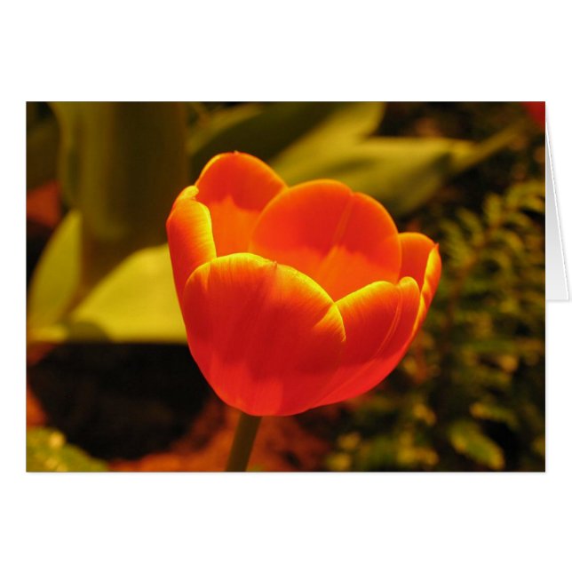Orange Tulip (Front Horizontal)