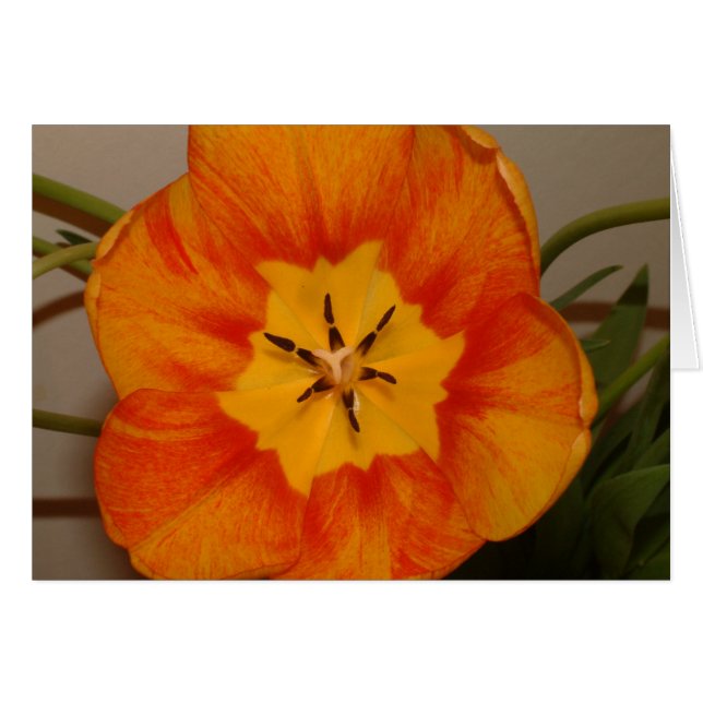 orange tulip (Front Horizontal)