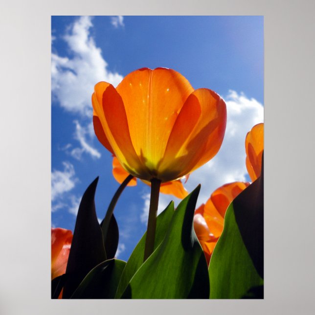 Orange Tulip, Blue Sky Poster (Front)