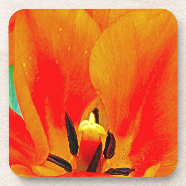 Orange Tulip Coaster (Front)