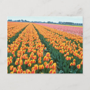Orange Tulip fields, Holland flowers Postcard
