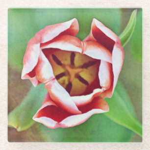 Orange Tulip Flower Art Glass Coaster