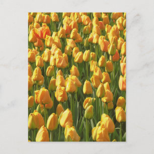 Orange Tulip Flowers Postcard