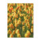 Orange Tulip Flowers