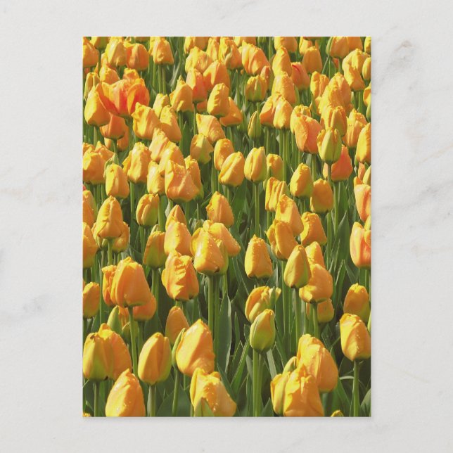 Orange Tulip Flowers Postcard (Front)