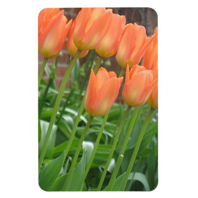 Orange Tulip Garden Magnet (Vertical)