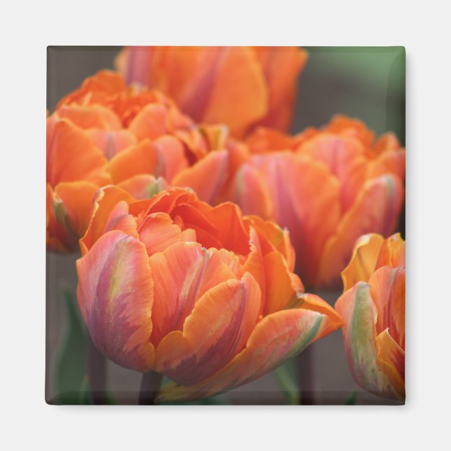 Orange tulip magnet (Front)