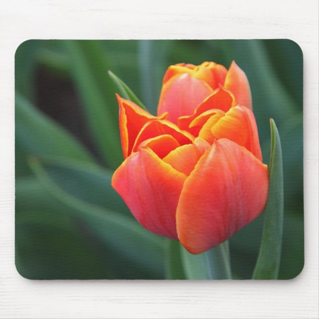 Orange Tulip Mouse Mat (Front)