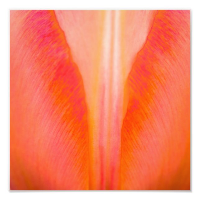 Orange Tulip Photo Print (Front)