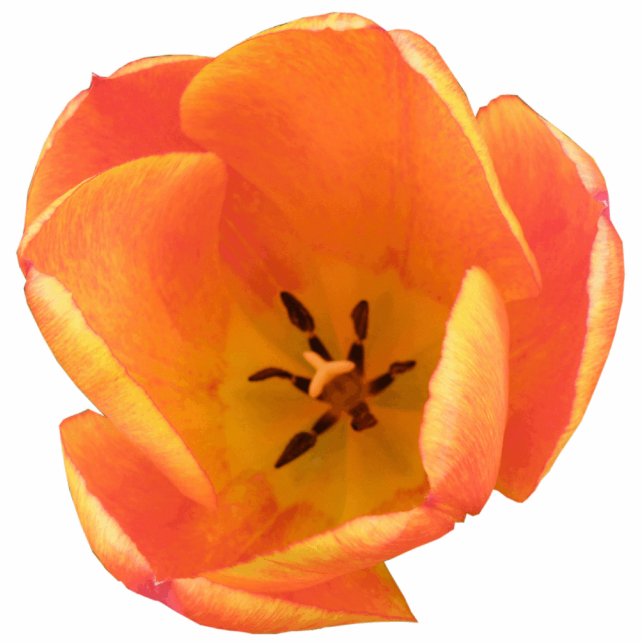 Orange Tulip Photo Sculpture (Front)