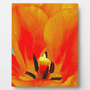 Orange Tulip Plaque