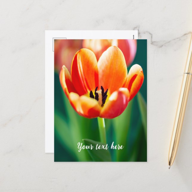 Orange Tulip Postcard (Front/Back In Situ)