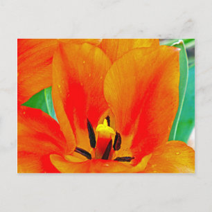 Orange Tulip Postcard