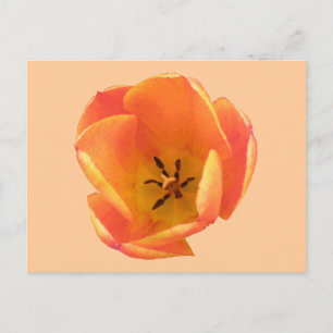 Orange Tulip Postcard