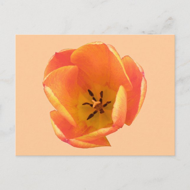 Orange Tulip Postcard (Front)