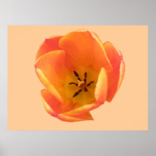 Orange Tulip Print
