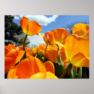 Orange Tulip Reaching for the Sky Poster