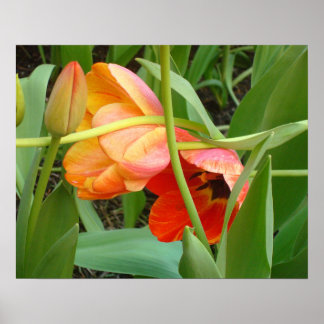 Orange Tulip Sculpture Poster