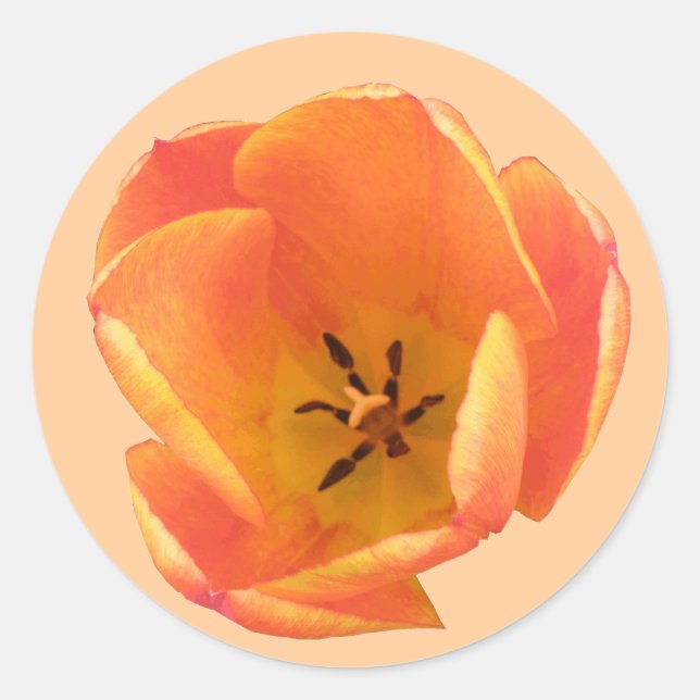 Orange Tulip Sticker (Front)